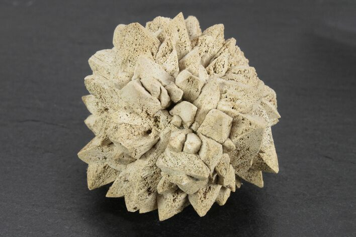 Stellate Glendonite (Calcite Pseudomorph) Cluster - Russia #247214